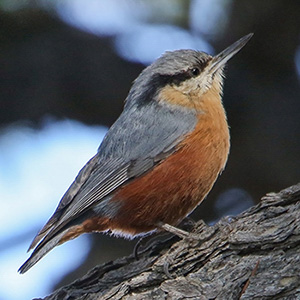 Kashmir Nuthatch